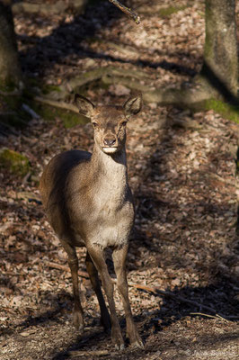 Cerf élaphe – Cervus elaphus Linnaeus, 1758, (Parc'Ours, Borce (64), France, le 30/12/2019)
