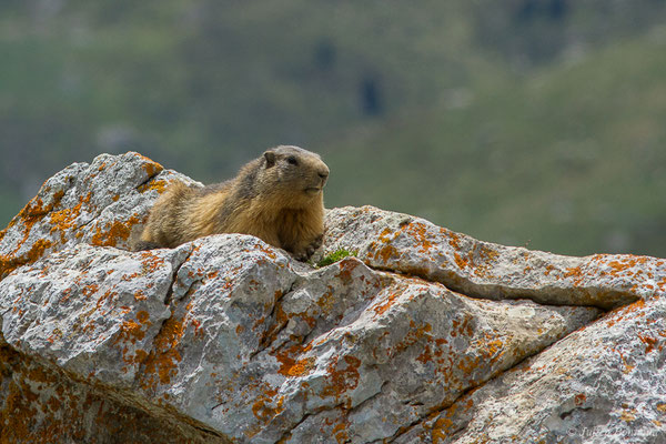 Marmotte des Alpes, Marmotte – Marmotta marmotta (Linnaeus, 1758), (Col du Pourtalet, Laruns (64), France, le 22/06/2019)
