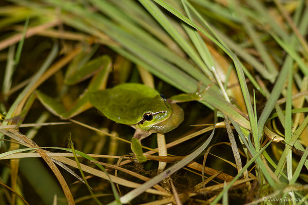 Rainette méridionale — Hyla meridionalis Böttger, 1874, (Braud-et-Saint-Louis (33), le 05/03/2018)