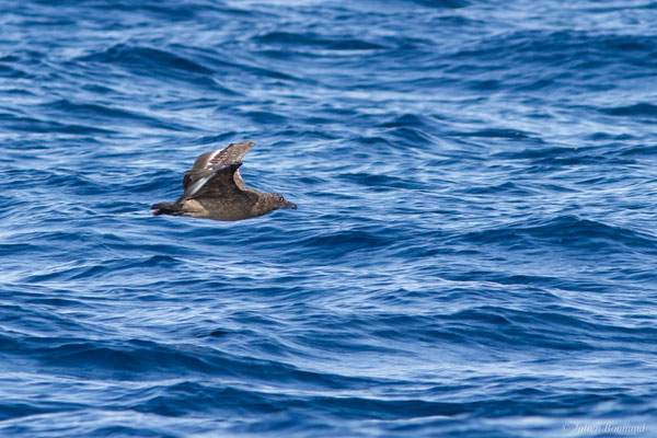 Grand Labbe — Stercorarius skua (Brünnich, 1764), (Saint-Jean-de-Luz (64), France, le 17/10/2020)