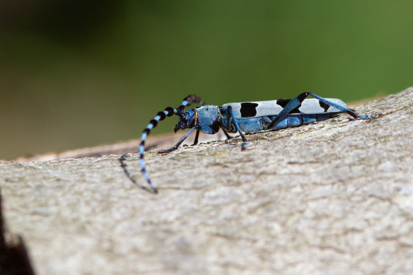 Rosalie des Alpes — Rosalia alpina (Linnaeus, 1758), (Bedous (64), France, le 03/08/2025)