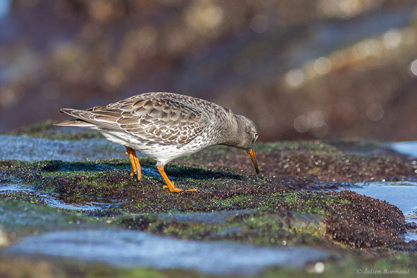 Bécasseau violet — Calidris maritima (Brünnich, 1764), (Tarnos (64), France, le 12/11/2022)