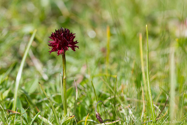 Nigritelle d'Autriche — Gymnadenia nigra subsp. austriaca (Teppner & E.Klein) Teppner & E.Klein, 1998