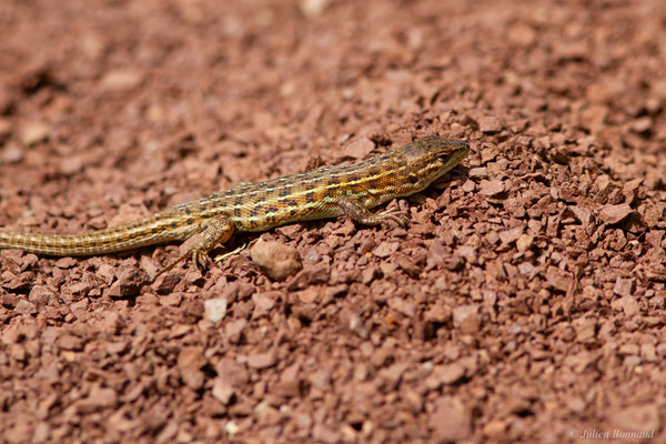 Psammodrome d'Edwards — Psammodromus edwarsianus (An. Dugès, 1829), (Lac du Salagou, Clermont-l'Hérault (34), France, le 02/05/2025)