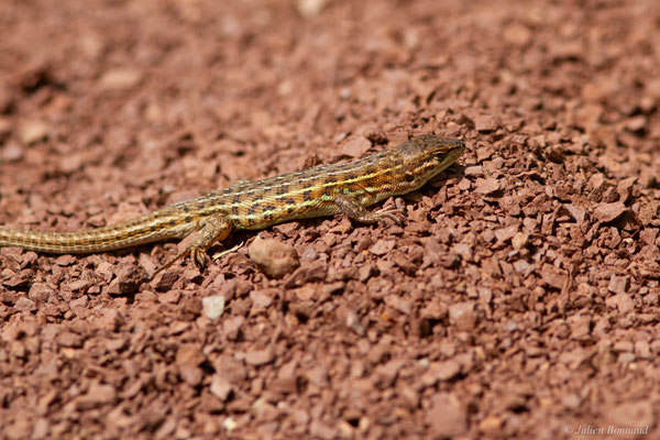 Psammodrome d'Edwards — Psammodromus edwarsianus (An. Dugès, 1829)