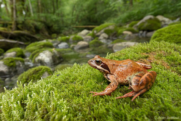 Grenouille rousse — Rana temporaria Linnaeus, 1758