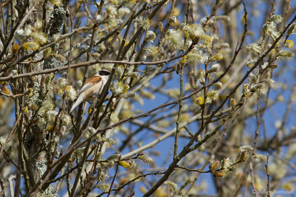 Rémiz penduline — Remiz pendulinus (Linnaeus, 1758), (Réserve ornithologique Terre d'Oiseaux, Braud-et-Saint-Louis (33), France, le 07/03/2019)