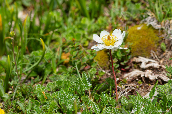 Dryade à huit pétales — Dryas octopetala L., 1753, (Station de ski de La Pierre Saint-Martin, Arette (64), France, le 06/07/2023)