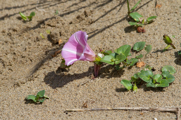 Liseron des dunes — Convolvulus soldanella L., 1753
