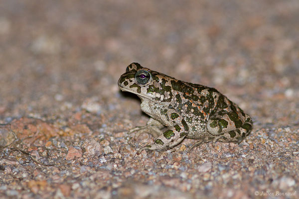 Crapaud vert des Baléares — Bufotes viridis balearicus (Boettger, 1880), (Bonifacio (2A), France, le 01/09/2019)