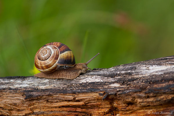 Escargot turc — Helix lucorum Linnaeus, 1758