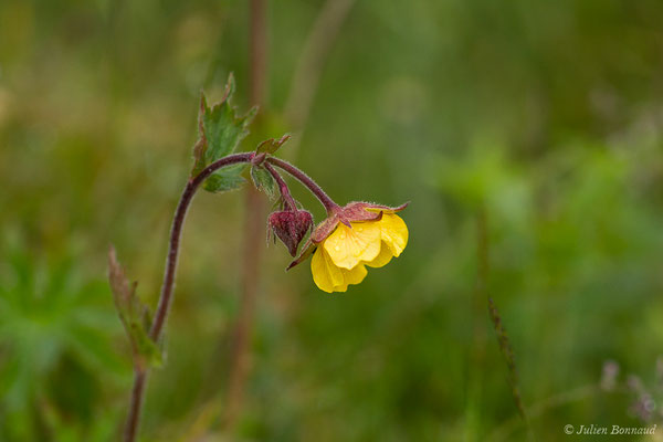 Benoite des montagnes — Geum montanum L., 1753, (Station de ski de Gourette, Eaux Bonnes (65), France, le 15/06/2020)