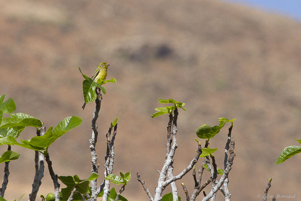 Serin des Canaries — Serinus canaria (Linnaeus, 1758), (Betancuria, Fuerteventura, (Iles Canaries, Espagne), le 17/02/2022)