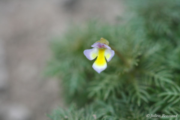 Bacopa reflexa syn. Benjaminiana reflexa (Centre Spatial Guyanais, Kourou, le 12/05/2014)