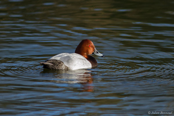 Fuligule milouin — Aythya ferina (Linnaeus, 1758), (mâle en plumage nuptial) (Parc écologique Plaiaundi, Irun, Espagne, le 20/12/2020)