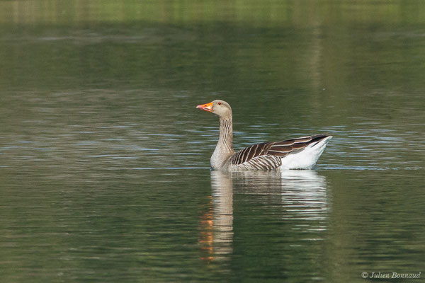 Oie cendrée — Anser anser (Linnaeus, 1758), (Lac d'Orthez (64), le 16/03/2019)