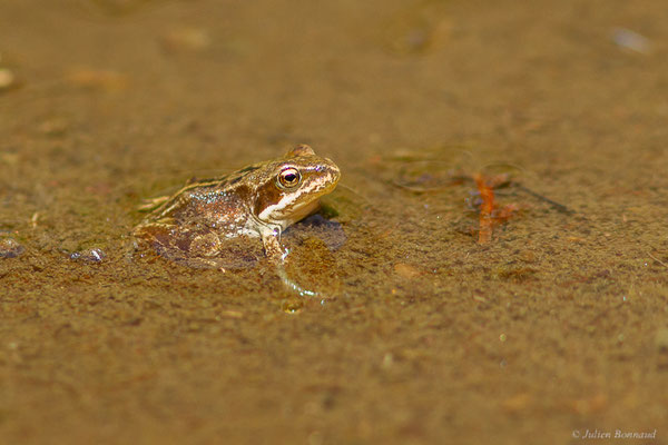 Grenouille rousse — Rana temporaria Linnaeus, 1758