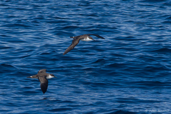 Puffin majeur – Ardenna gravis (O'Reilly, 1818), (Saint-Jean-de-Luz (64), France, le 05/10/2019)
