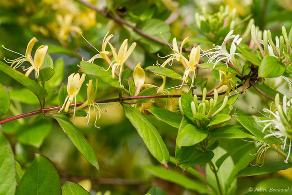 Chèvrefeuille des bois — Lonicera periclymenum L., 1753, (Bayonne (64), France, le 06/05/2021)