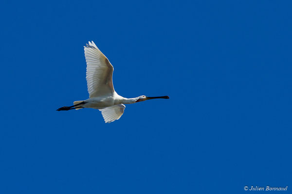 Spatule blanche — Platalea leucorodia Linnaeus, 1758, (adulte) (réserve ornithologique du Teich (33), France, le 24/01/2018)