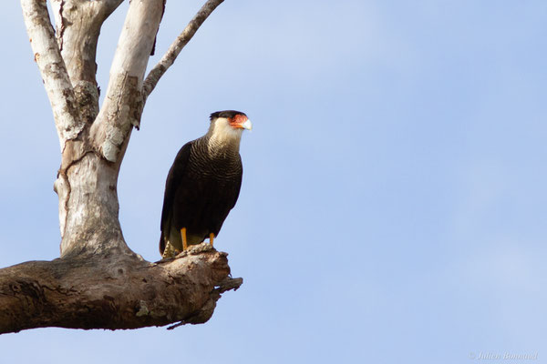 Caracara du Nord — Caracara plancus (Miller, 1777), (Kourou, Guyane, le 14/03/2017)