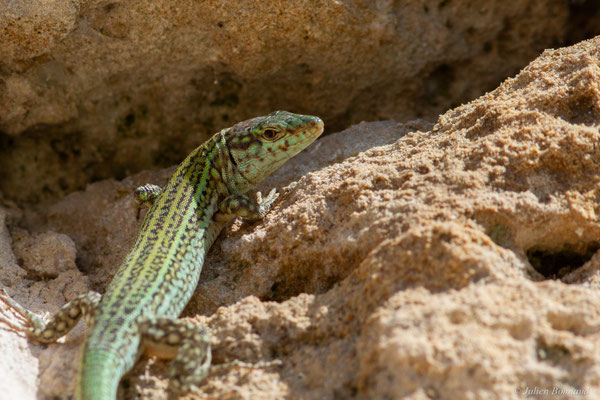 Lézard des Pityuses — Podarcis pityusensis (Boscá, 1883)