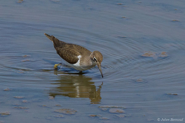 Chevalier guignette — Actitis hypoleucos (Linnaeus, 1758), (Marais de l'Odiel, Palos de la Frontera (Andalousie), le 07/08/2020)