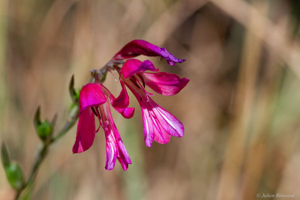 Glaïeul d'Illyrie — Gladiolus illyricus W.D.J.Koch, 1837