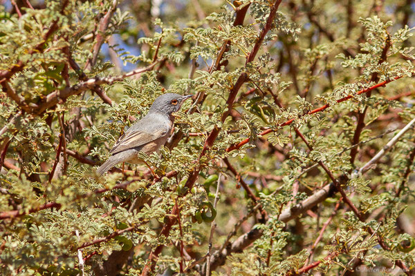 Fauvette passerinette — Curruca iberiae (Svensson, 2013), (Msseyed (Guelmim-Oued Noun), Maroc, le 28/03/2024)