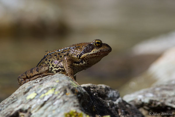 Grenouille rousse — Rana temporaria Linnaeus, 1758
