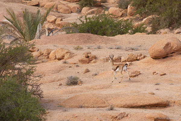 Gazelle de Cuvier — Gazella cuvieri (Ogilby, 1841), (Tafraoute, (Souss-Massa), Maroc, le 05/02/2023)