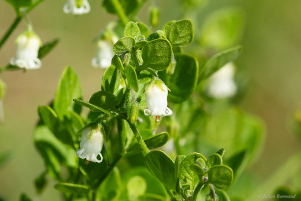 Muguet des pampas — Salpichroa origanifolia (Lam.) Baill., 1888, (Anglet (64), France, le 10/10/2023)