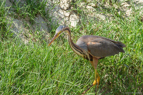 Héron pourpré — Ardea purpurea Linnaeus, 1766, (Parc Naturel du Delta de l'Ebre (Catalogne), Espagne, le 05/06/2022)
