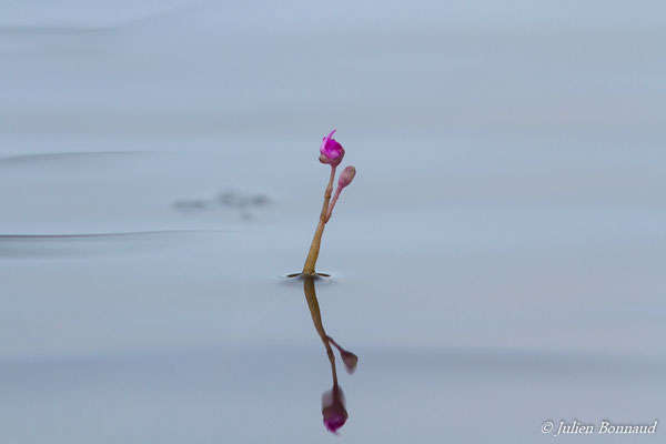 Utricularia myriocysta (Centre Spatial Guyanais, Kourou, le 08/03/2017)