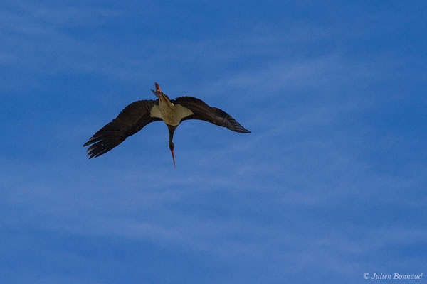 Cigogne noire — Ciconia nigra (Linnaeus, 1758), (Tudela (Navare), Esapgne, le 30/09/2021)