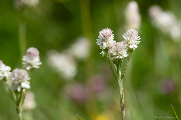 Gnaphale dioïque — Antennaria dioica (L.) Gaertn., 1791, (Station de ski de La Pierre Saint-Martin, Arette (64), France, le 06/07/2023)