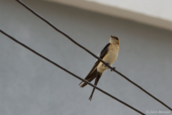 Hirondelle rousseline (Cecropis daurica) (Portimão (Faro), (Algarve), Portugal), le 02/09/2018)