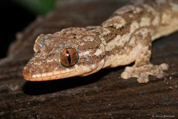 Gecko à pattes de canard — Thecadactylus rapicauda (Houttuyn, 1782), (Montagne des singes, Kourou, Guyane, le 27/06/2015)