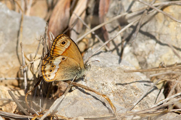 Céphale — Coenonympha arcania (Linnaeus, 1761), (Pyrénées orientales (66), France, le 12/07/2023)