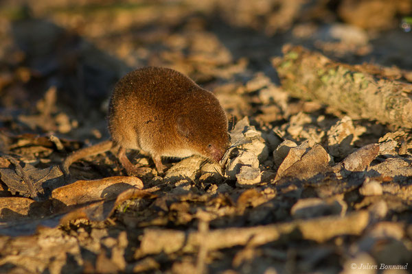 Musaraigne pygmée — Sorex minutus Linnaeus, 1766