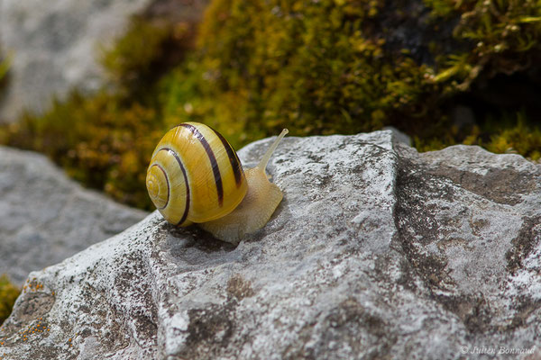 Escargot des jardins — Cepaea hortensis (O.F. Müller, 1774)