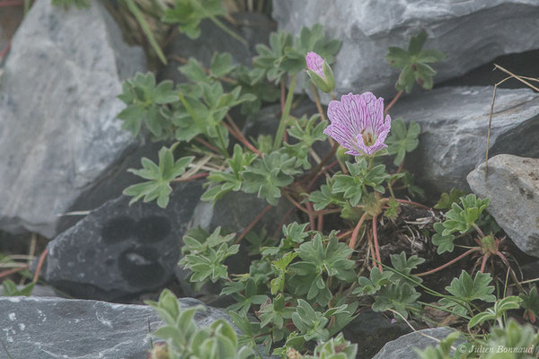 Géranium à feuilles cendrées ou Géranium cendré — Geranium cinereum Cav., 1787, (Station de ski de Gourette, Eaux Bonnes (65), France, le 15/06/2020)