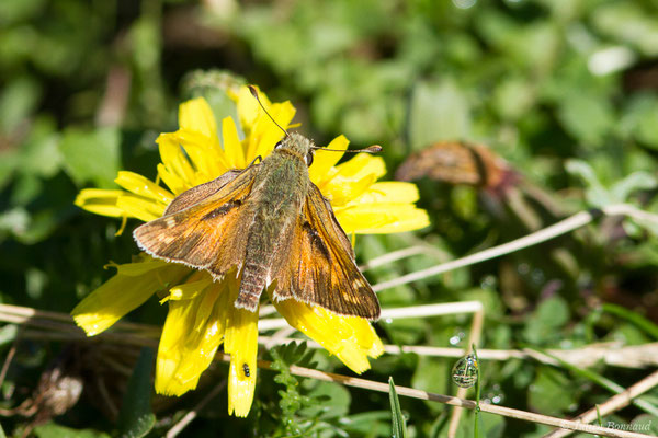 Comma – Hesperia comma (Linnaeus, 1758), (Station de ski de Gourette, Eaux-Bonnes (64), France, le 17/09/2021)