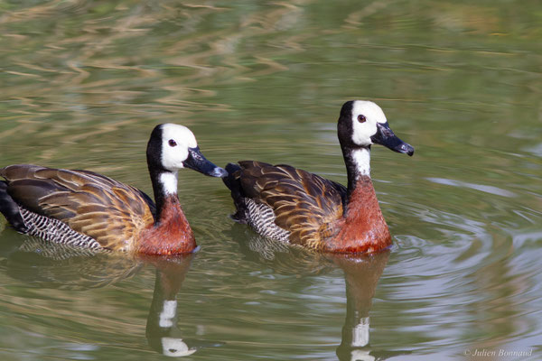 Dendrocygne veuf — Dendrocygna viduata (Linnaeus, 1766)