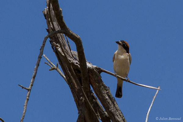 Pie-grièche à tête rousse — Lanius senator Linnaeus, 1758, (Parc national de Doñana, El Rocio (Andalousie), le 06/08/2020)
