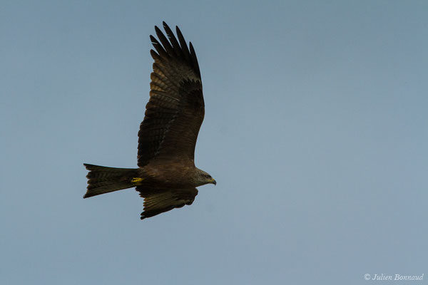 Milan noir – Milvus migrans (Boddaert, 1783), (adulte) (Pihourc, Lieoux (31), France, le 29/05/2018)