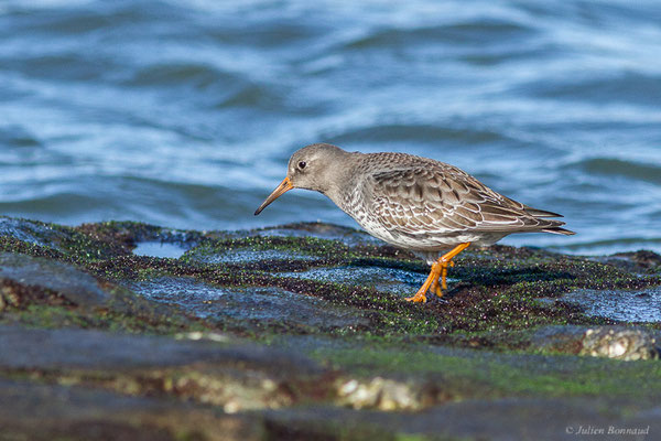 Bécasseau violet — Calidris maritima (Brünnich, 1764), (Tarnos (64), France, le 12/11/2022)