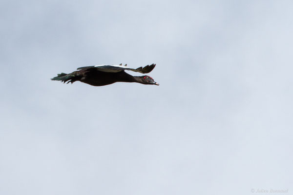 Canard musqué — Cairina moschata (Linnaeus, 1758)