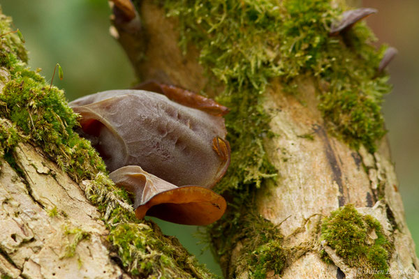 Oreille de Judas (Auricularia auricula-judae) (Bordes (64), France, le 10/04/2018)