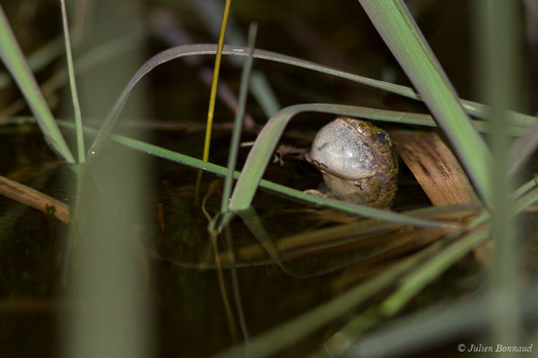Pélodyte ponctué — Pelodytes punctatus (Daudin, 1803)